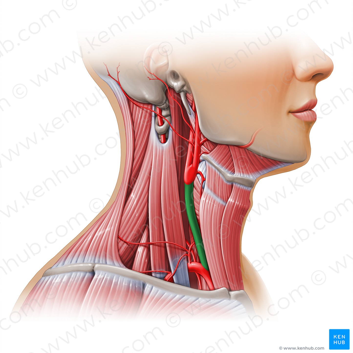 Common carotid artery (#11126)