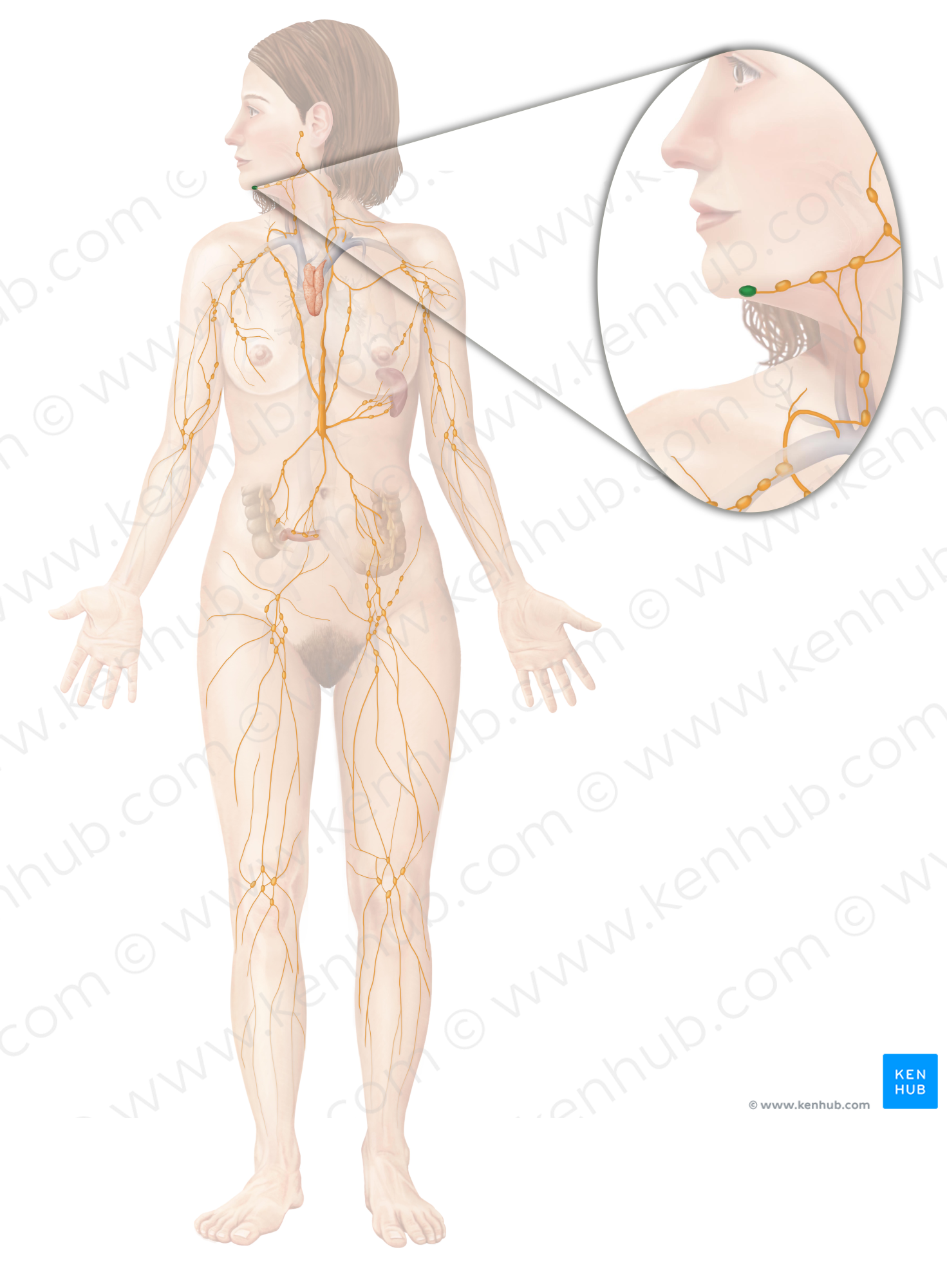 Submental lymph nodes (#6946)