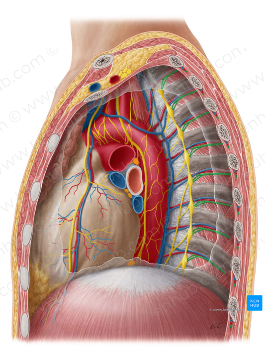 Intercostal nerve (#6238)