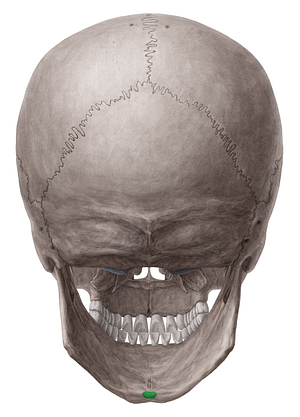 Inferior mental spine of mandible (#9105)