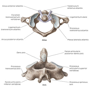 Cervical spine bones and ligaments: atlas and axis (Latin)