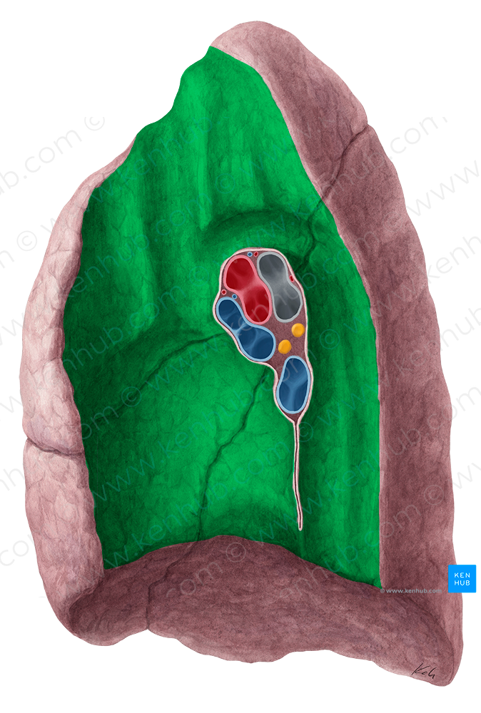 Mediastinal surface of lung (#21488)