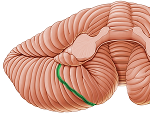 Retrotonsillar fissure of cerebellum (#3684)