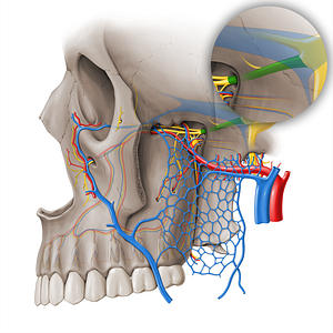 Maxillary nerve (#18463)