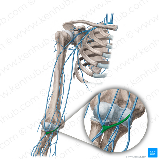 Median cubital vein (#21653)