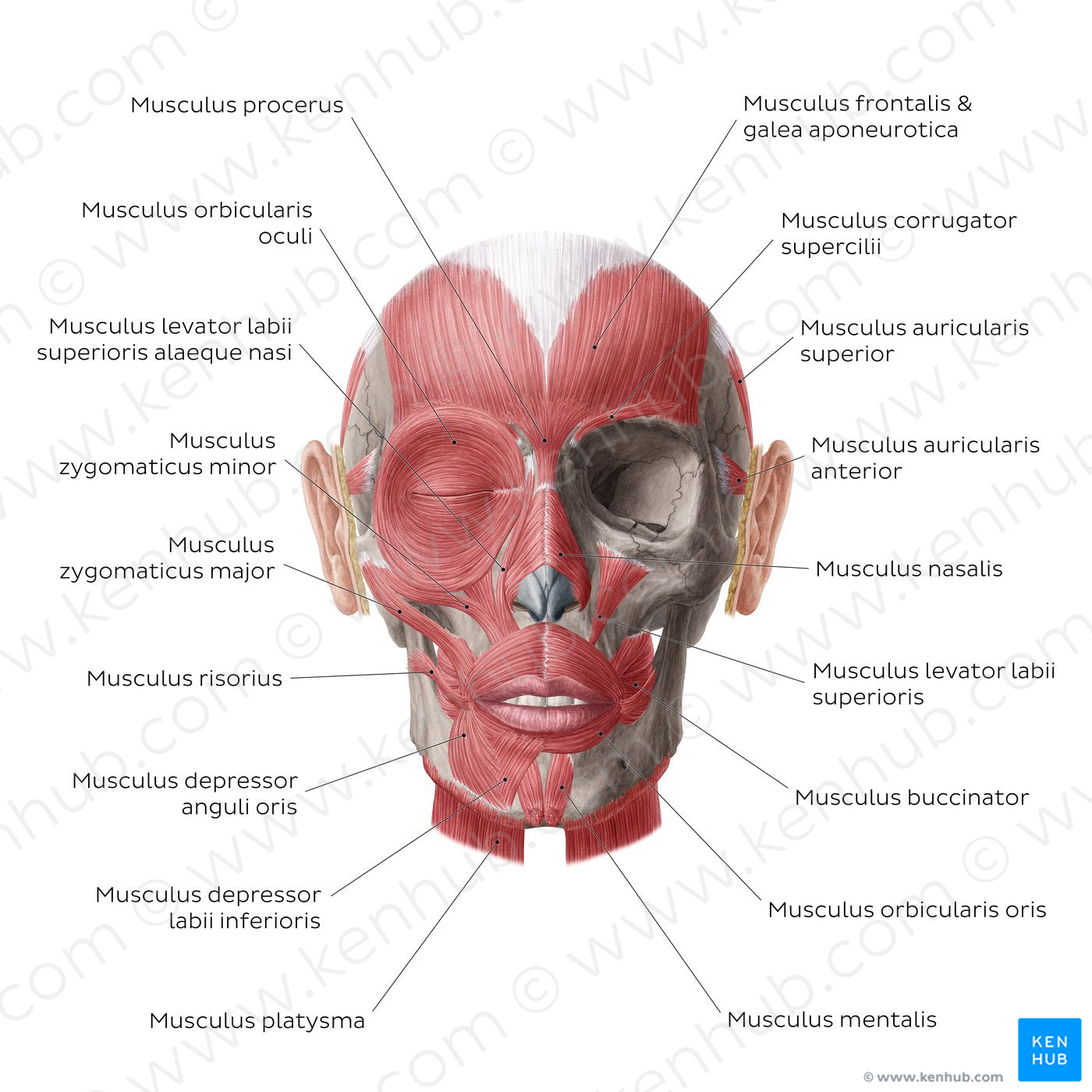 Muscles of facial expression (Latin)