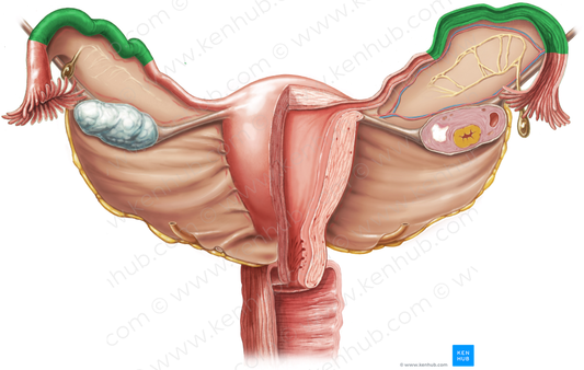 Ampulla of uterine tube (#619)