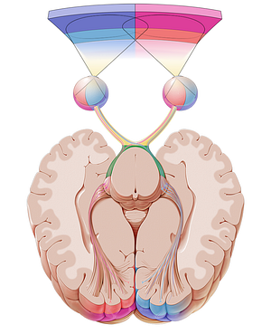 Optic tract (#9531)