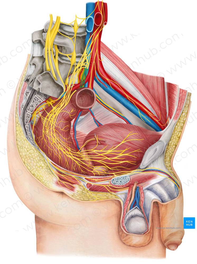 Left hypogastric nerve (#6457)