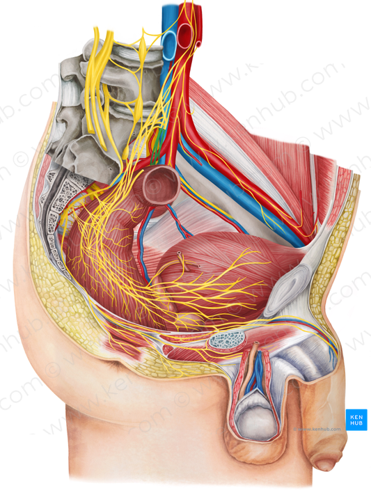 Left hypogastric nerve (#6457)