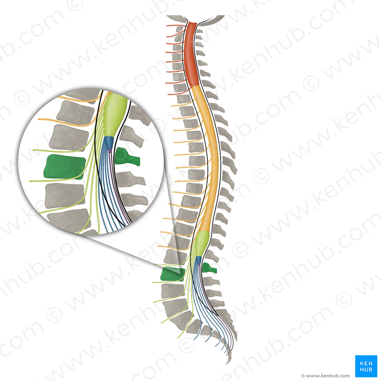 Vertebra L2 (#16115)