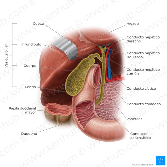 Gallbladder (Spanish)