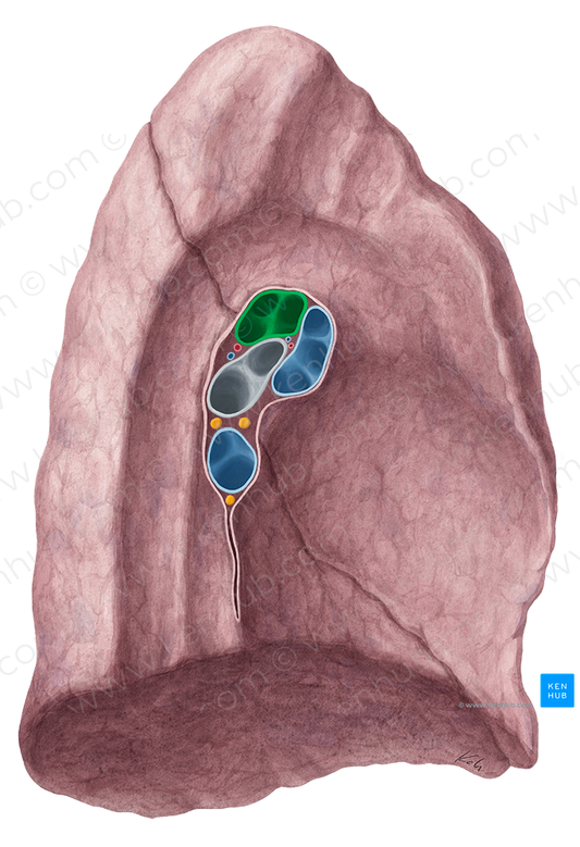 Left pulmonary artery (#1689)