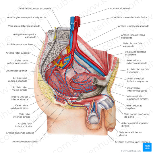 Blood supply of the male pelvis (Portuguese)