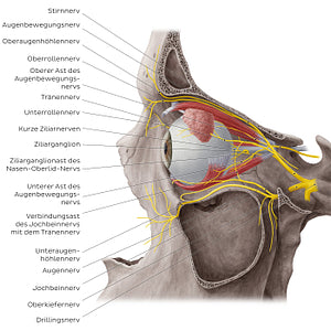 Nerves of orbit (Lateral view: eyeball in situ) (German)