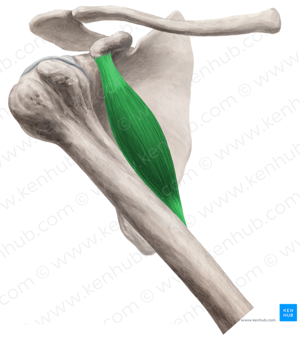 Coracobrachialis muscle (#5269)
