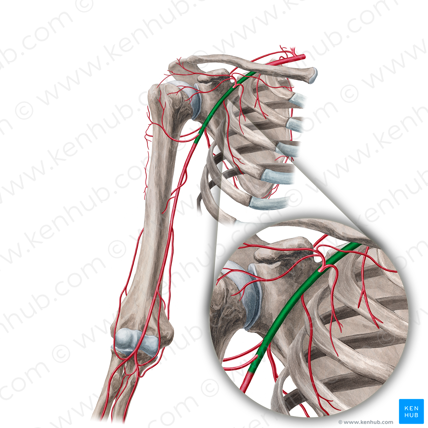 Axillary artery (#890)