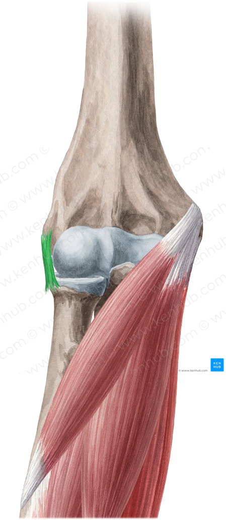 Radial collateral ligament of elbow joint (#4495)