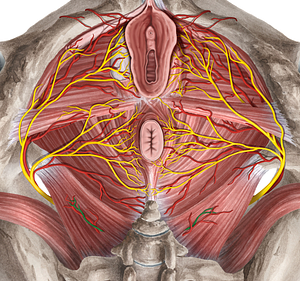 Anococcygeal nerve (#6195)