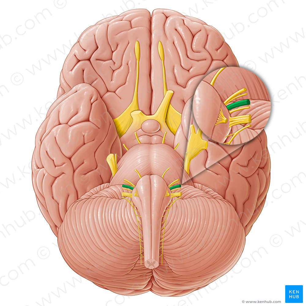 Vestibulocochlear nerve (#6904)
