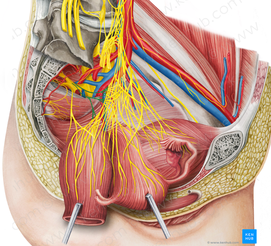 Pelvic splanchnic nerves (#6276)