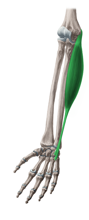 Flexor carpi ulnaris muscle (#5352)