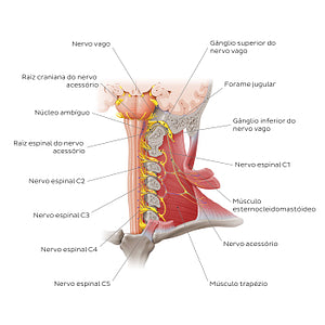 Accessory nerve (Portuguese)