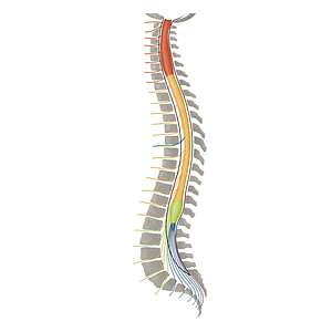 Spinal nerve T6 (#16428)