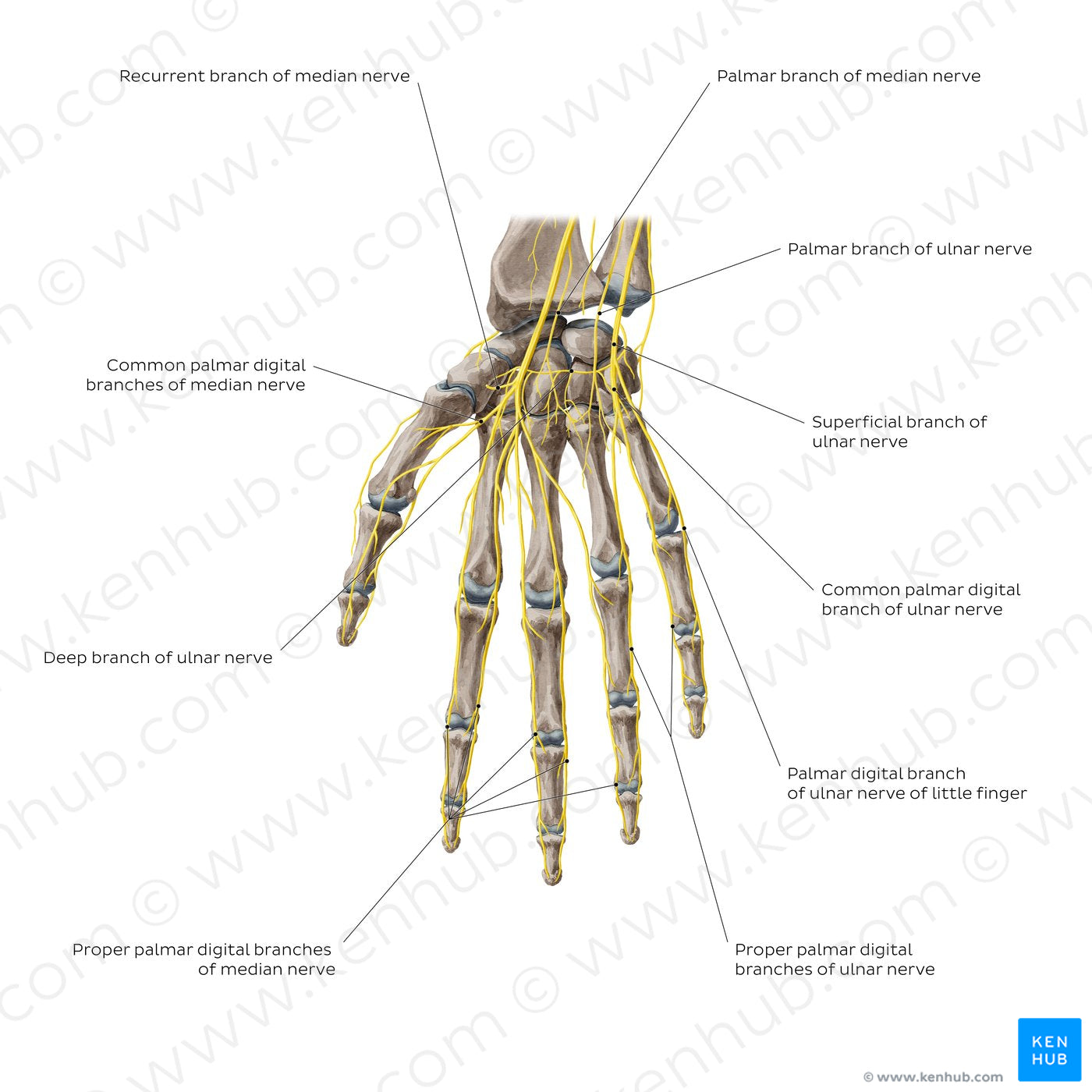 Nerves of the hand: Palmar view (English)