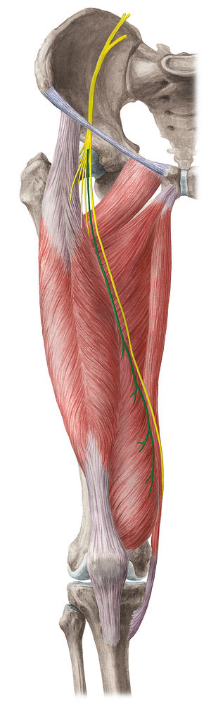 Muscular branches of femoral nerve (#8748)