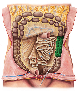 Descending colon (#2721)