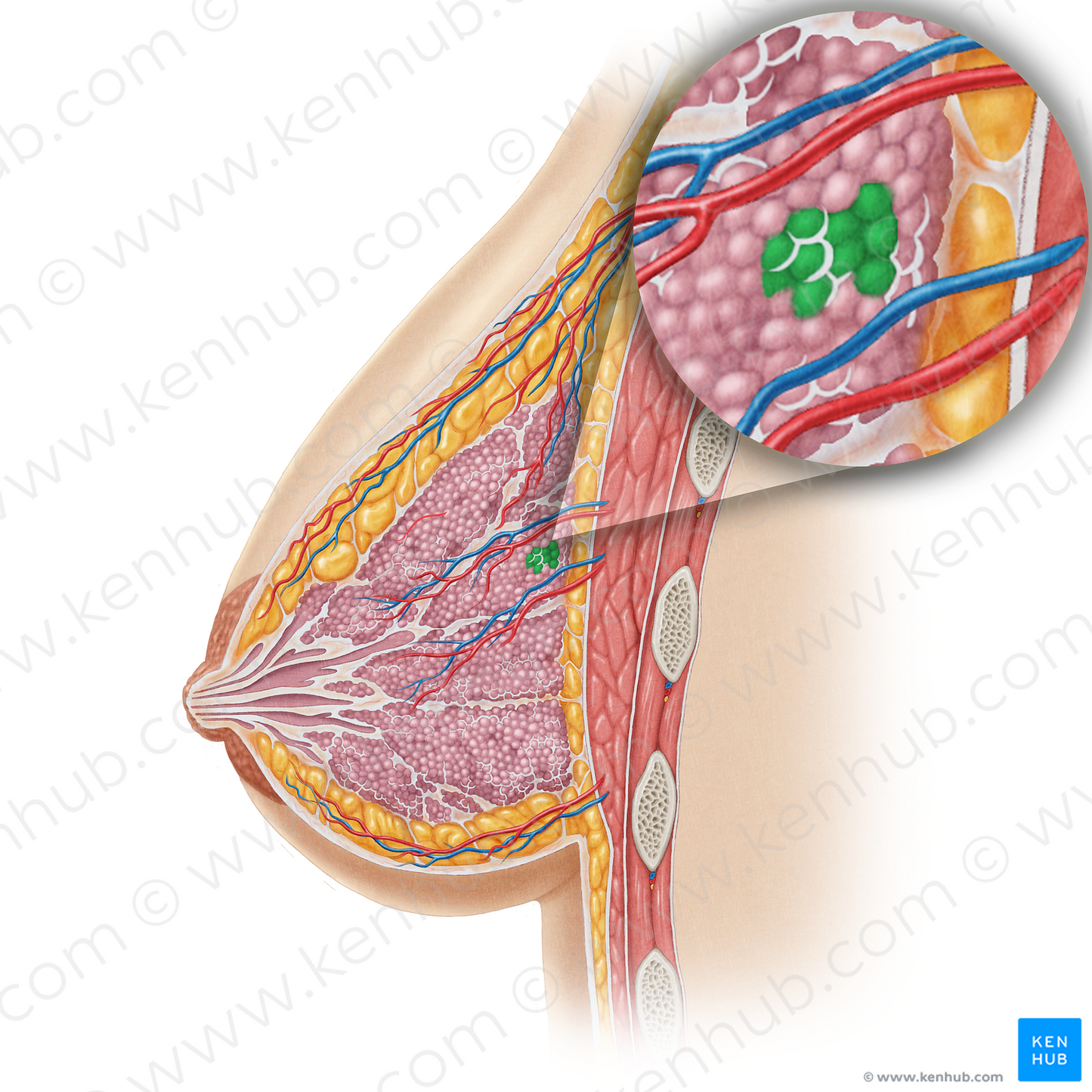 Lobules of mammary gland (#4753)