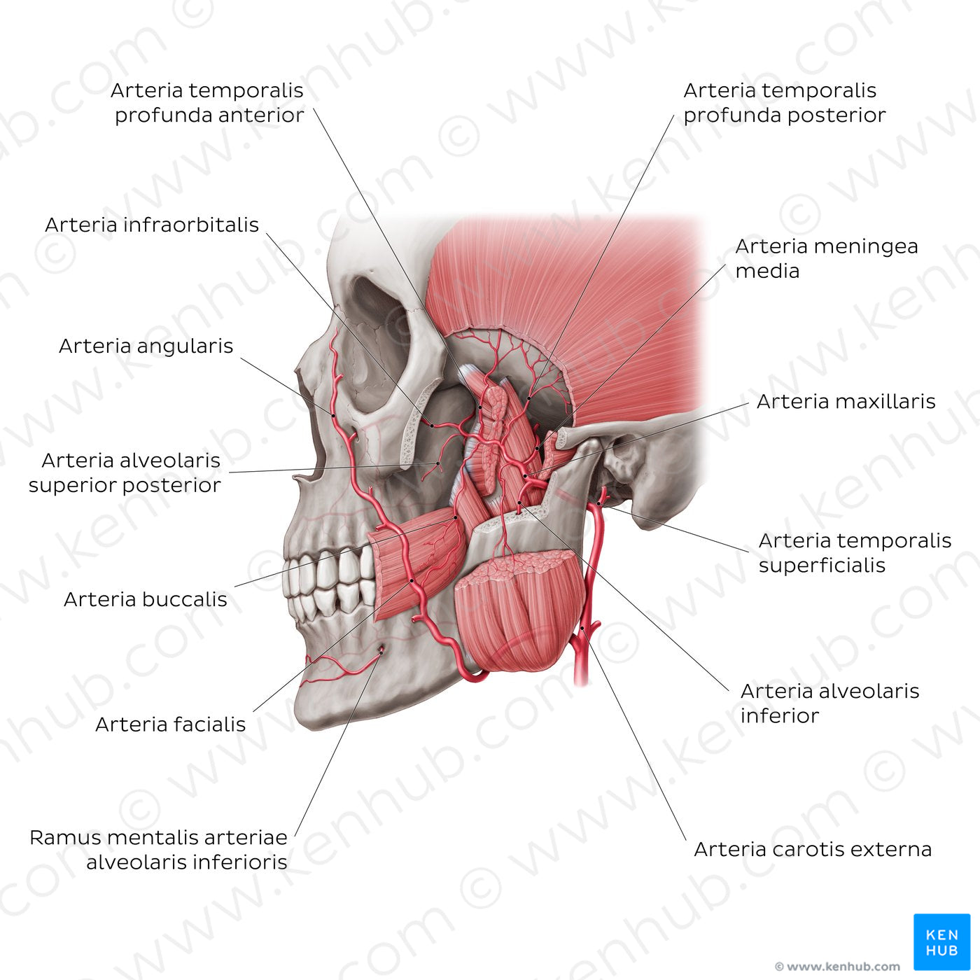 Maxillary artery (Latin)