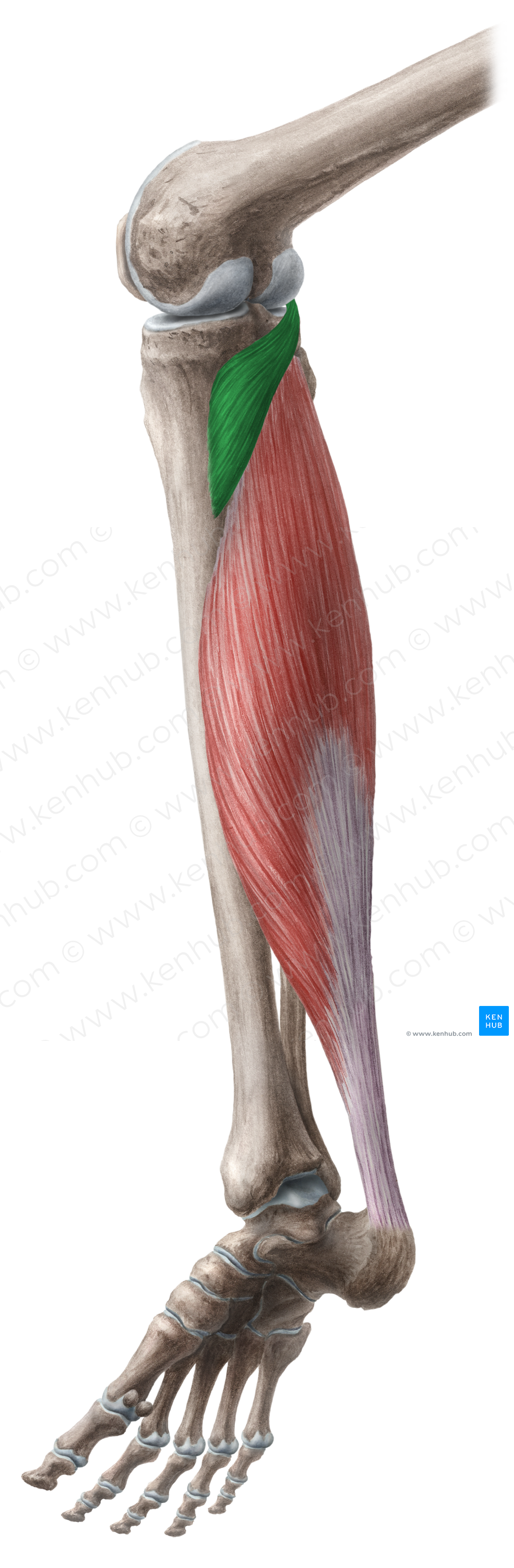 Popliteus muscle (#5768)