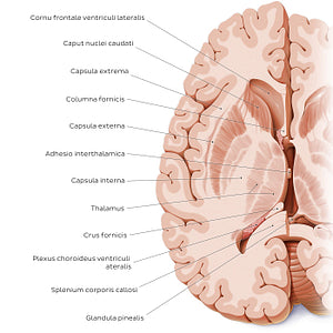 Horizontal section of the brain: Section A (Latin)