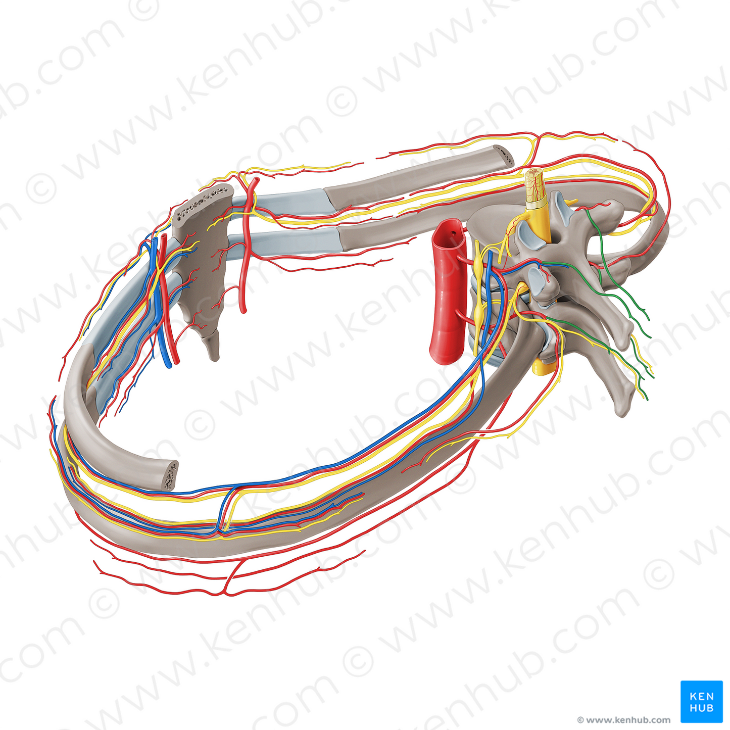 Medial dorsal cutaneous branch of posterior intercostal artery (#19724)
