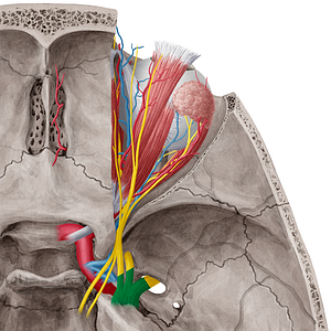 Trigeminal nerve (#6831)