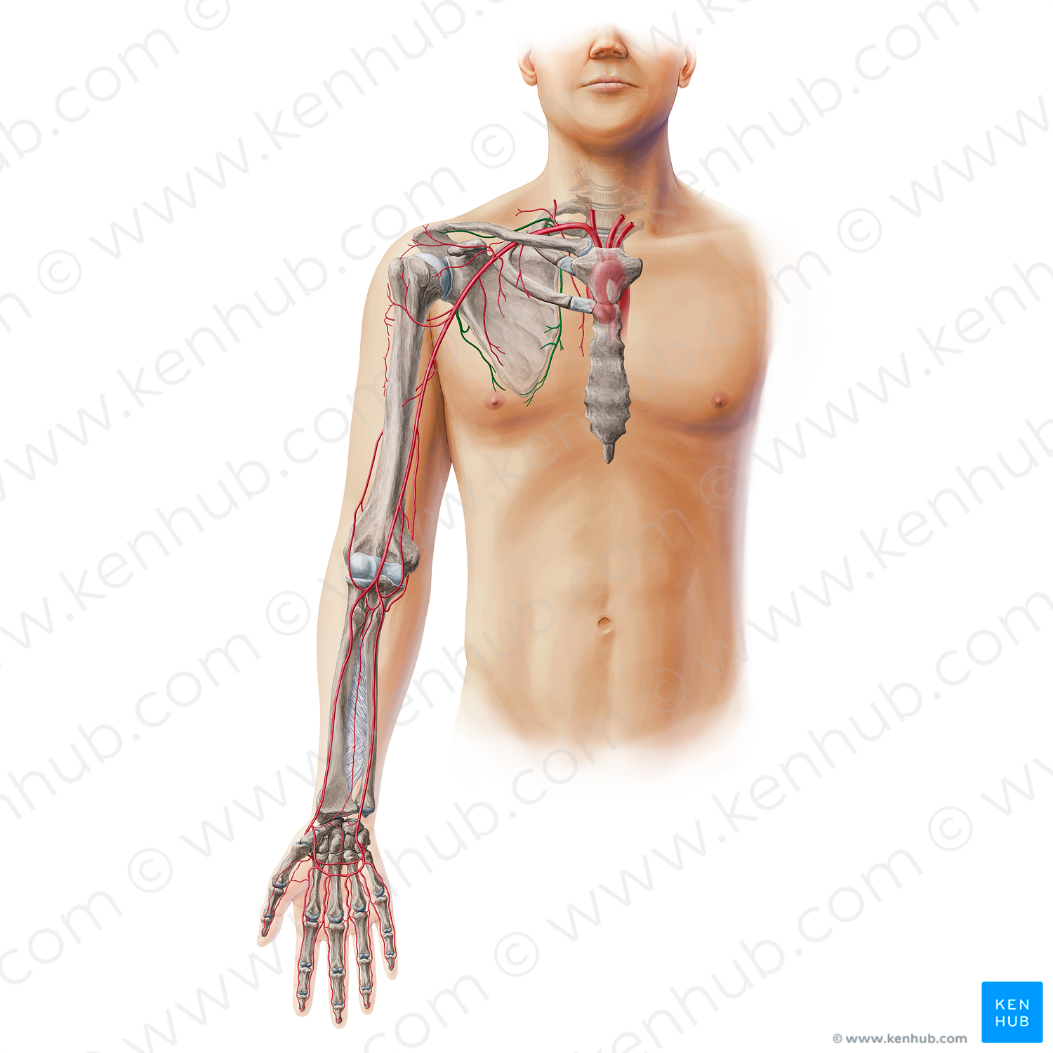 Scapular anastomosis (#20126)