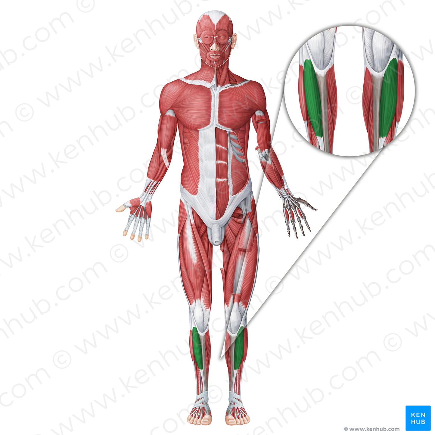 Tibialis anterior muscle (#18763)