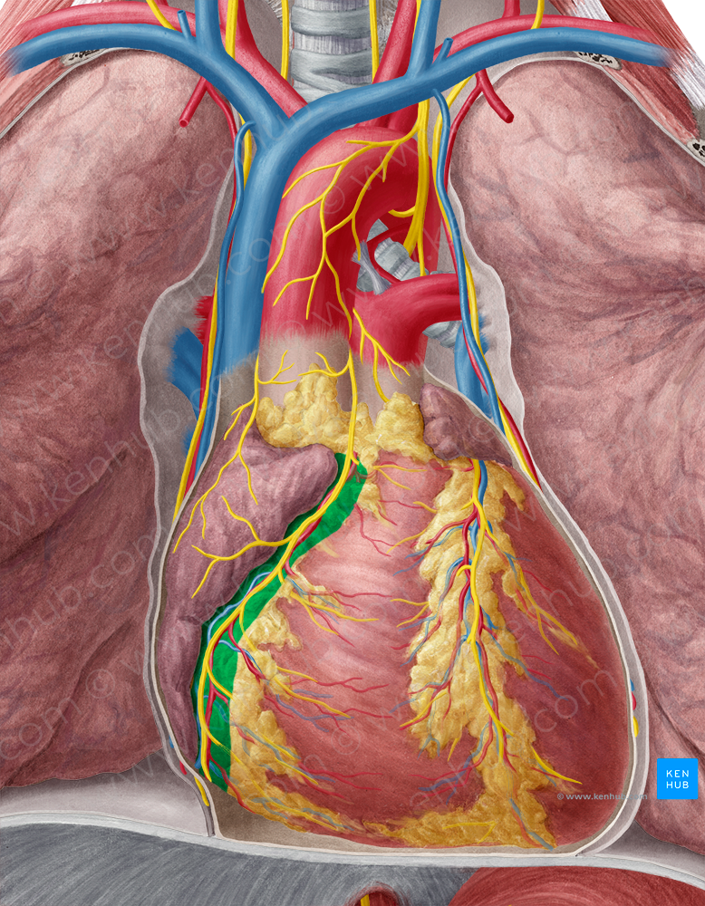 Coronary sulcus (#9250)