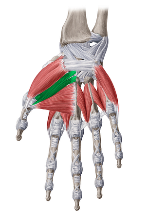 Oblique head of adductor pollicis muscle (#2424)