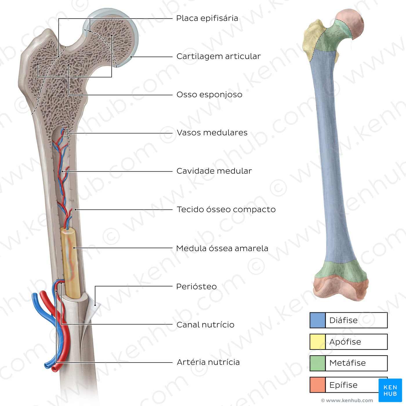 Femur cross section (Portuguese)