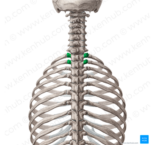 Transverse processes of vertebrae T1-T2 (#8332)