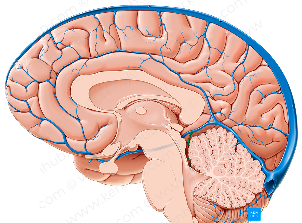 Superior cerebellar vein (#10106)