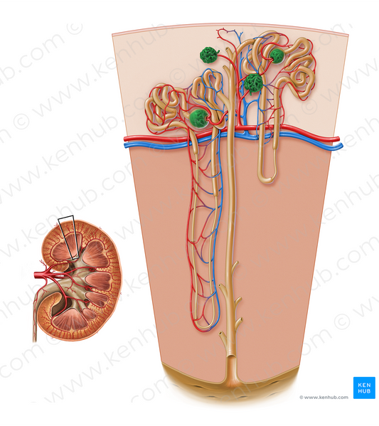 Glomerulus (#17204)