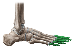 Phalanges of foot (#7493)