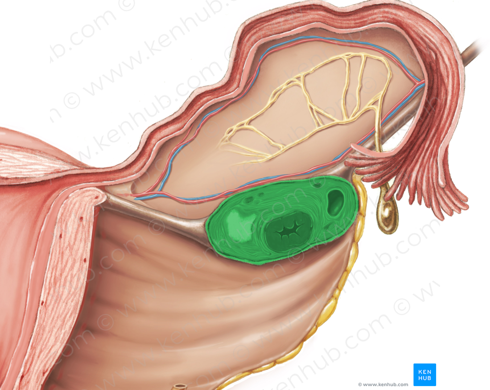 Ovary (#7584)