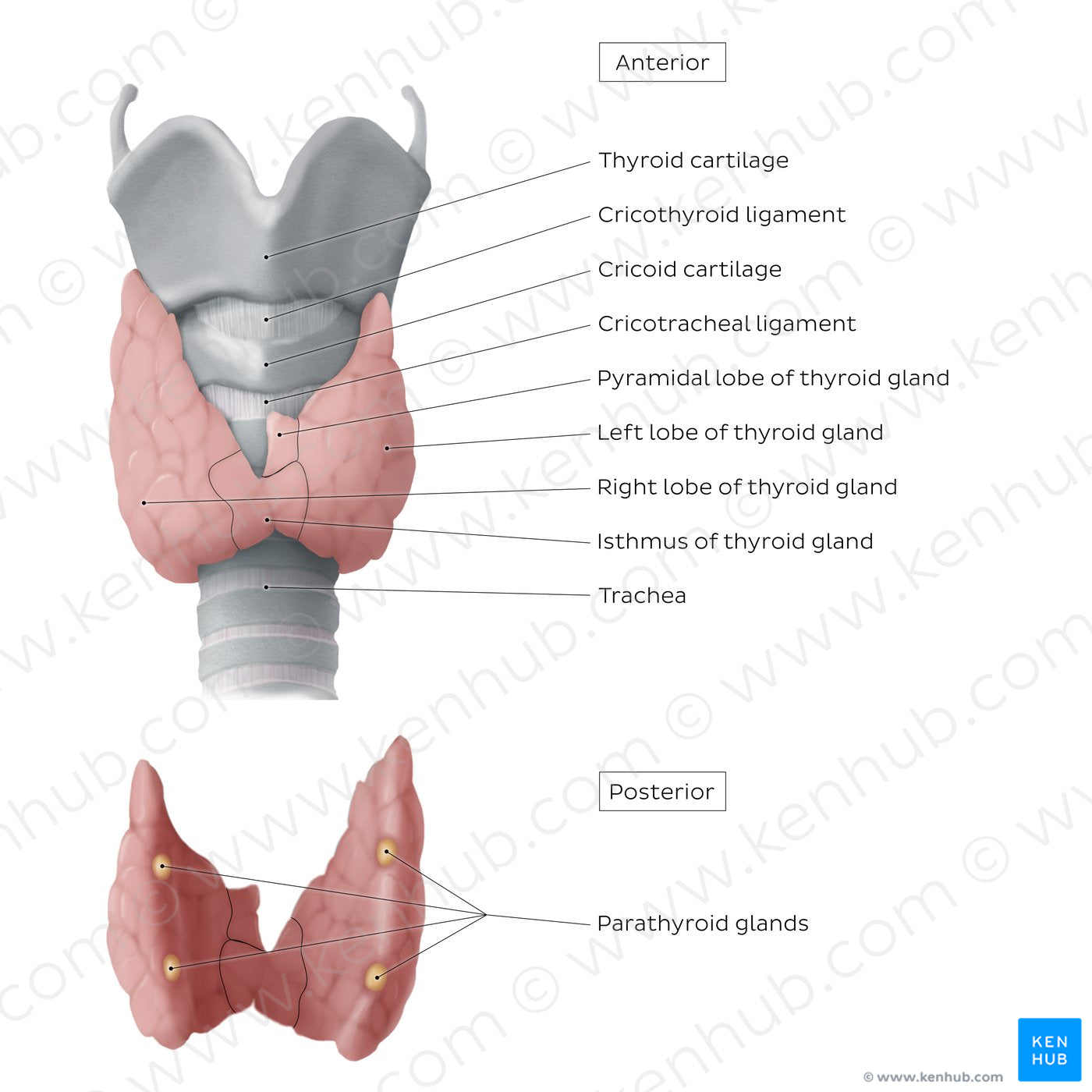 Thyroid and parathyroid glands (English)