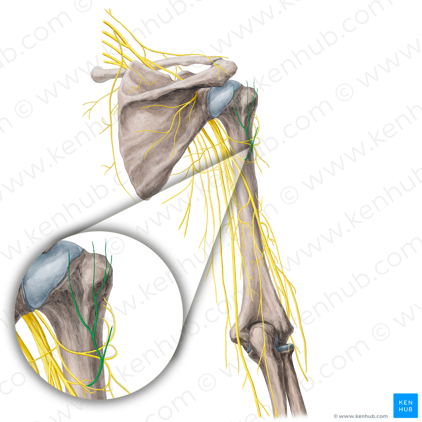 Superior lateral brachial cutaneous nerve (#21756)