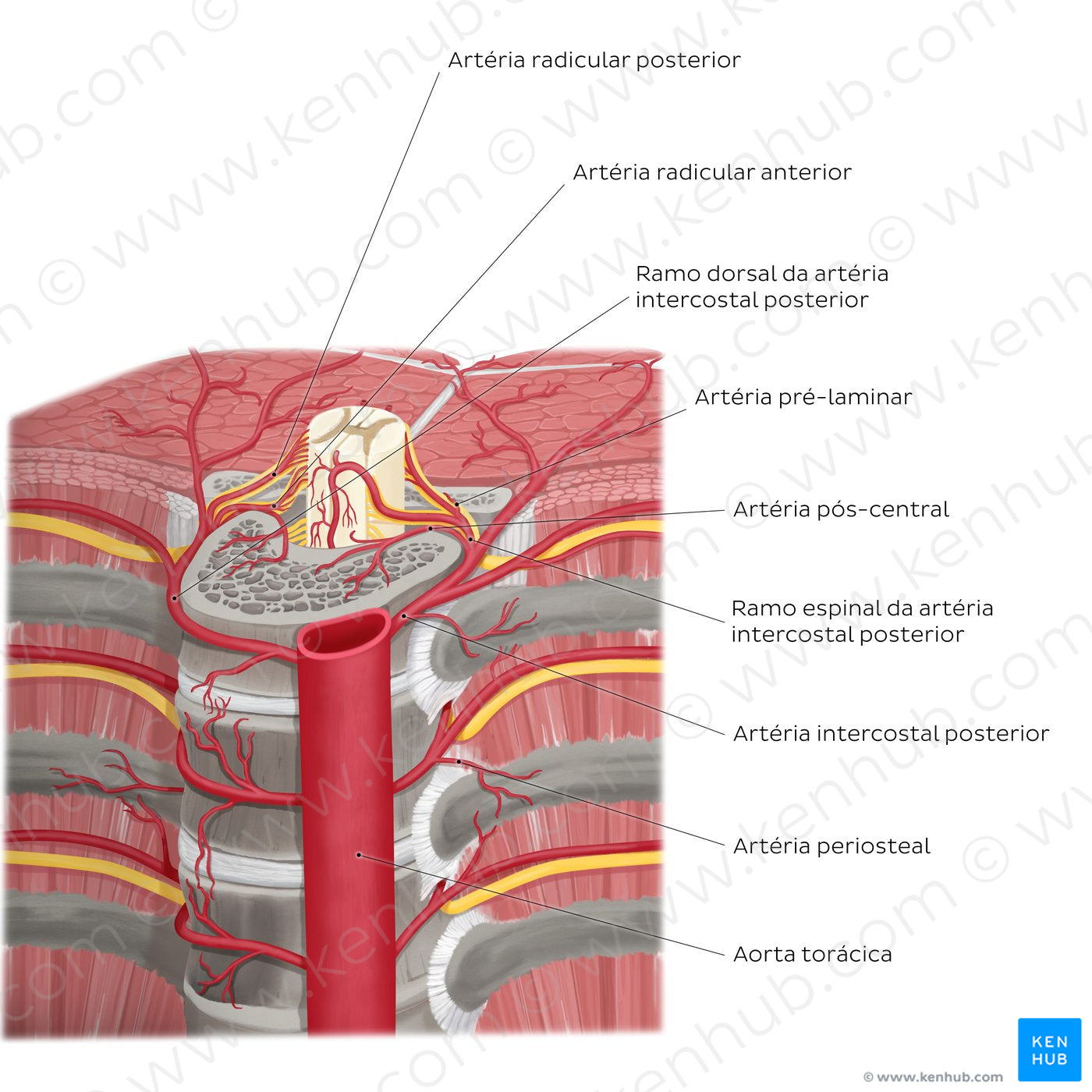 Arteries of the vertebral column (Portuguese)